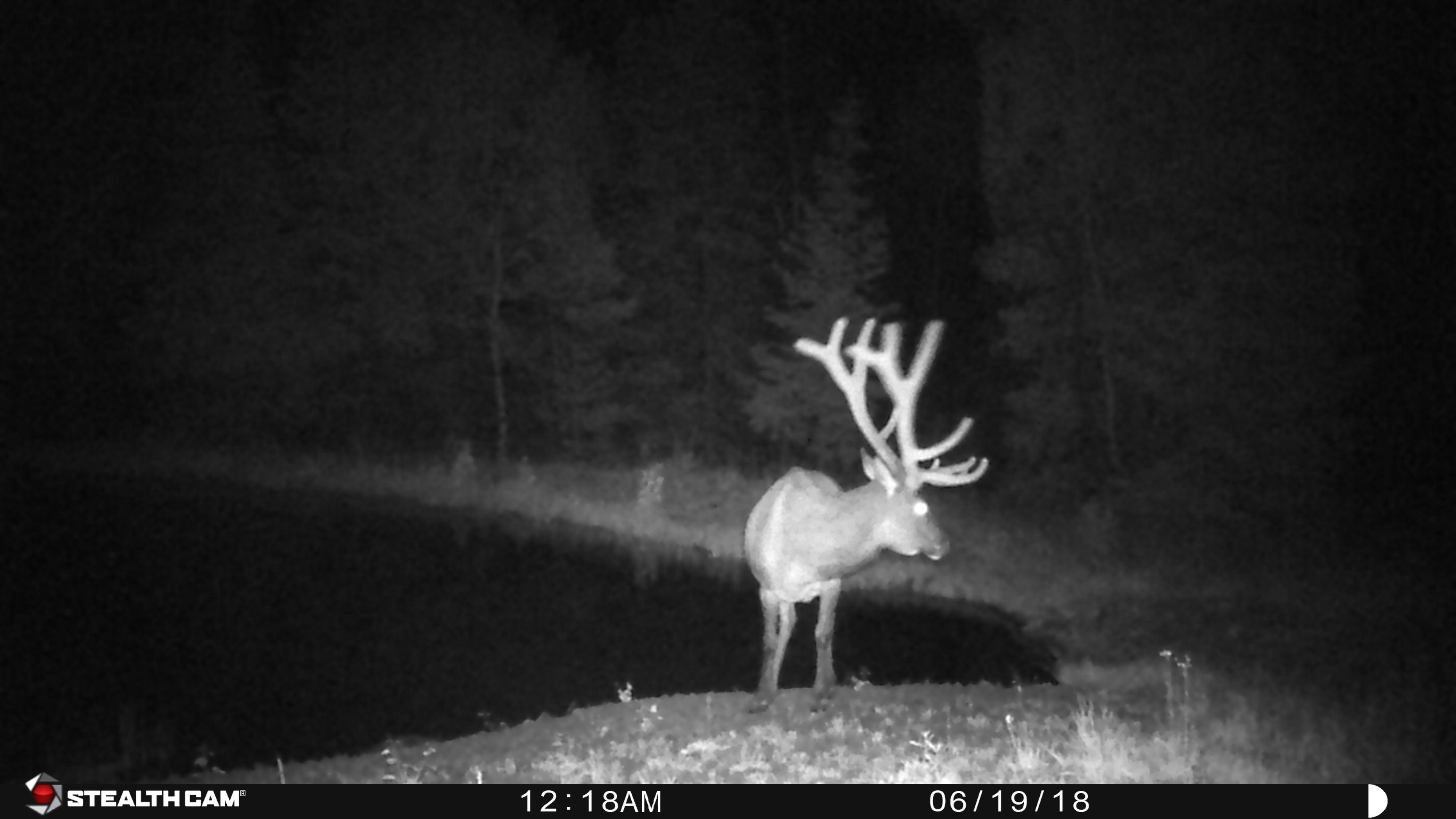 The Stealth Cam P12 6MP Digital Trail Cam in Action Impact Guns